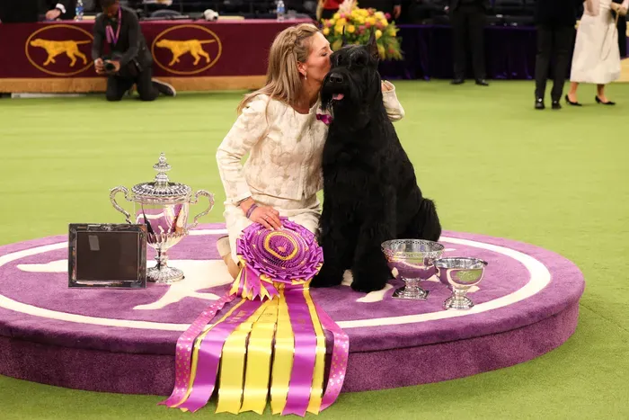 Royaume-Uni : Monty, le schnauzer géant, couronné Best in Show au Westminster Kennel Club